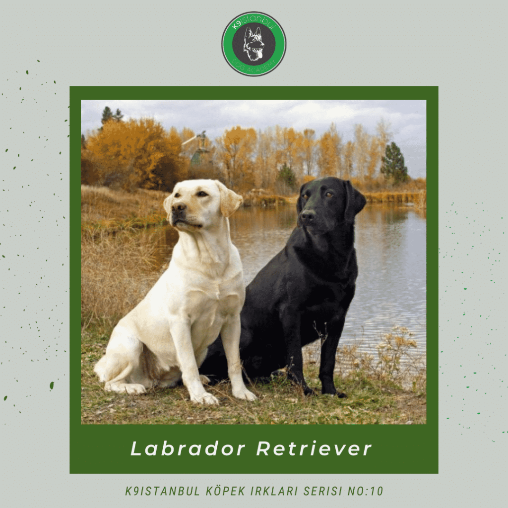 Labrador istanbul köpek eğitimi k9 istanbul görsel