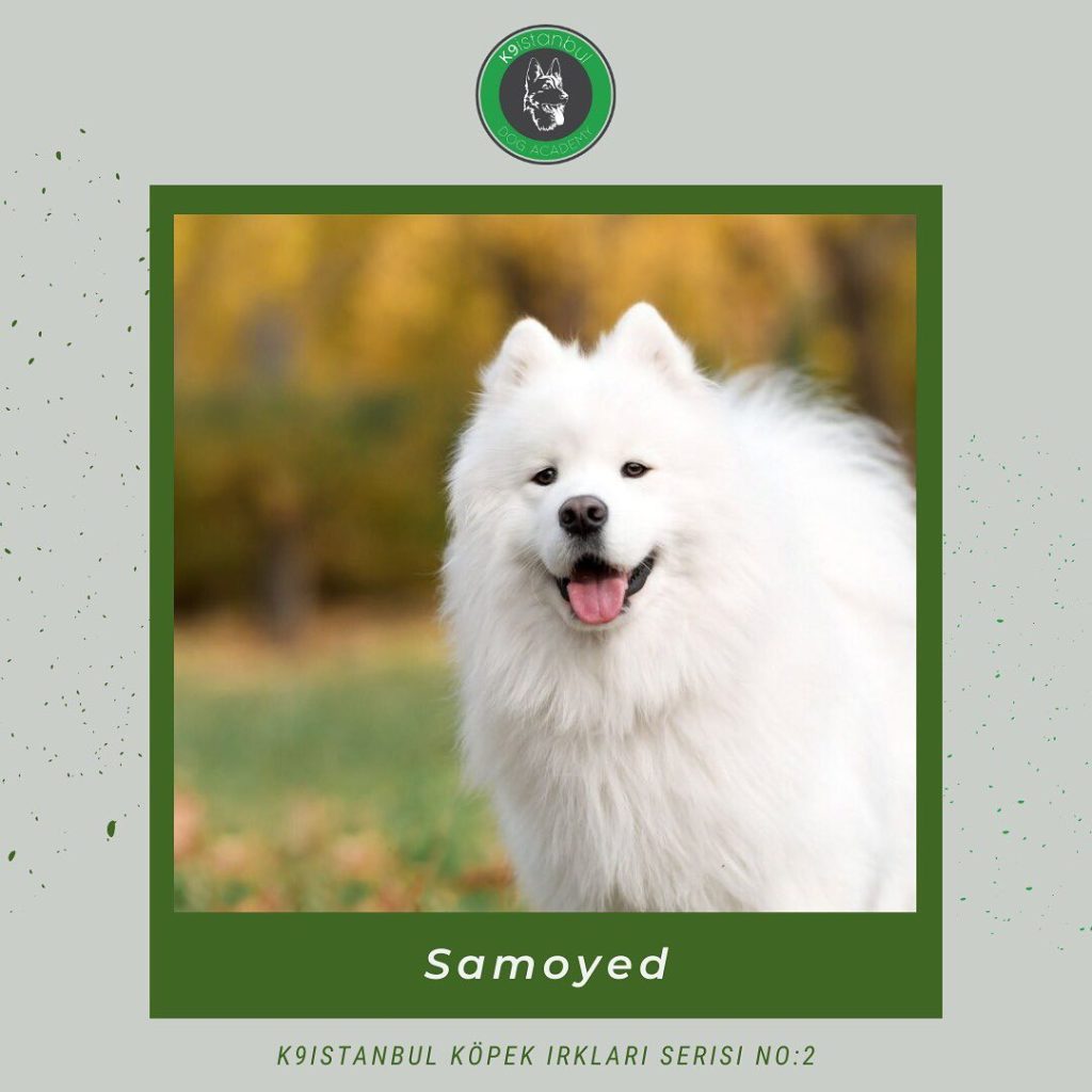 samoyed istanbul köpek eğitimi k9 istanbul görsel
