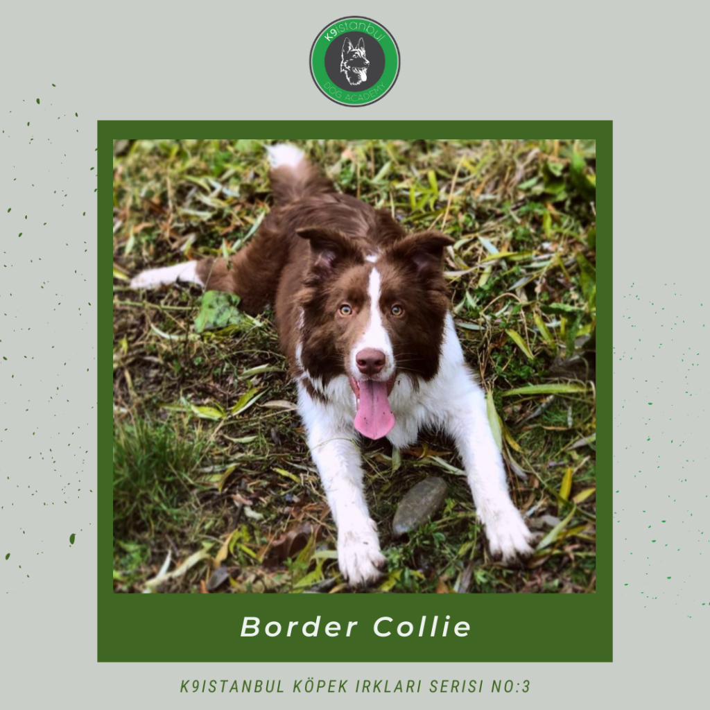 Border Collie