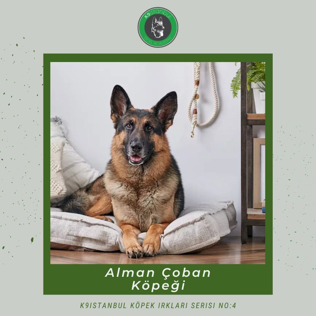 Alman kurdu istanbul köpek eğitimi k9 istanbul görsel