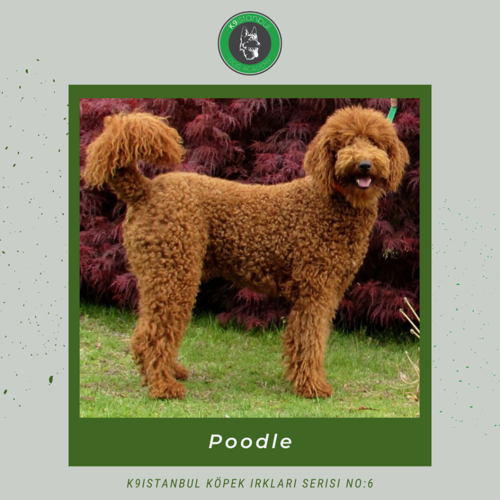 Poodle