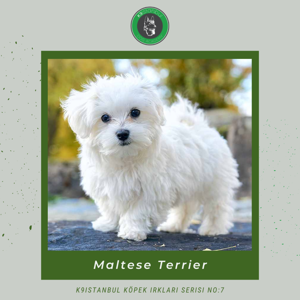 maltese terrier istanbul köpek eğitimi k9 istanbul görsel