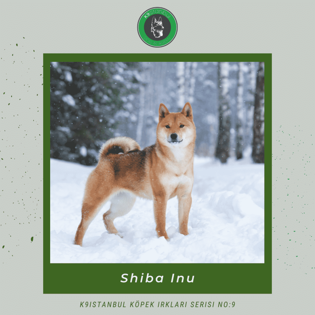 Shiba Inu