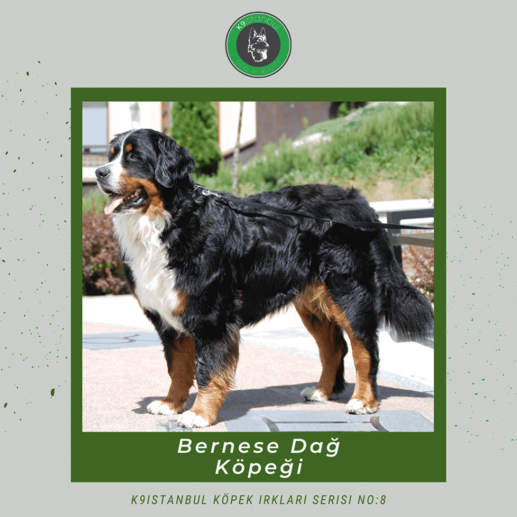 istanbul köpek eğitimi k9 istanbul görsel