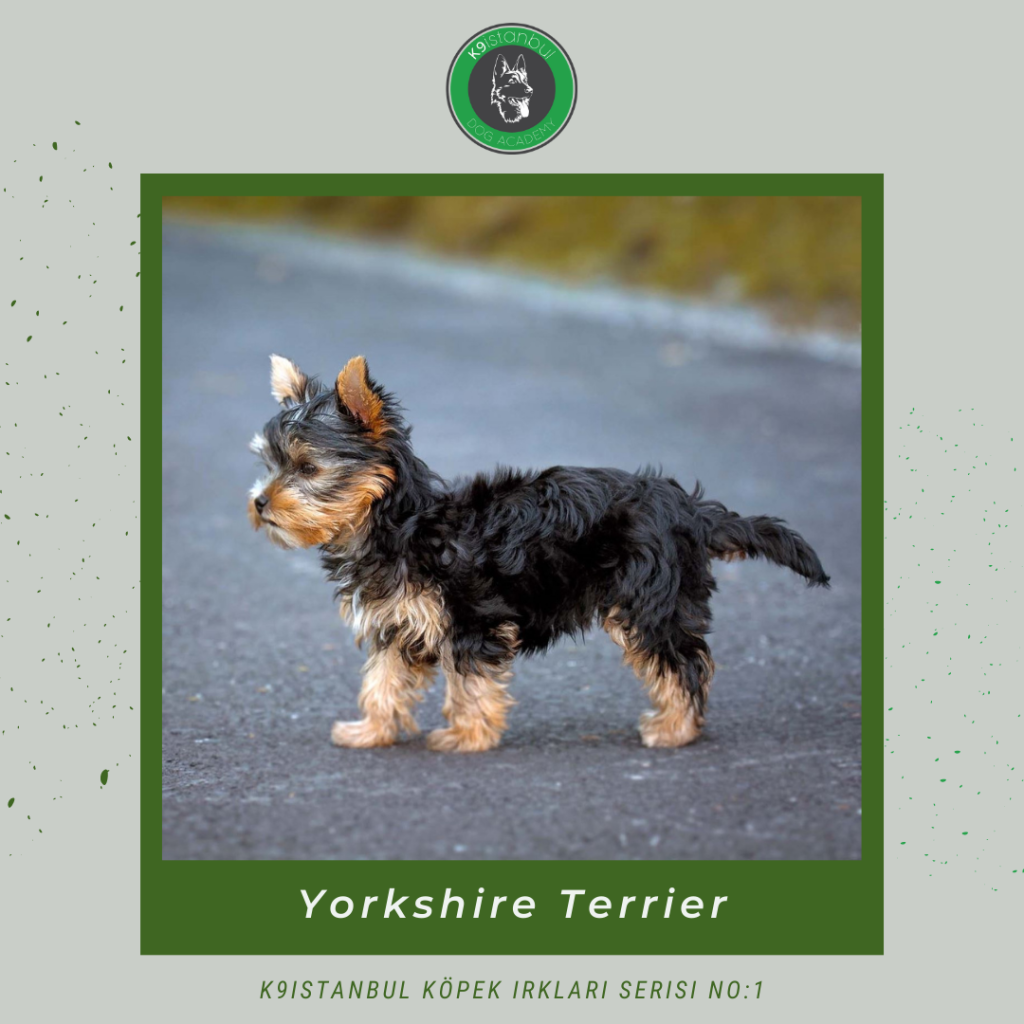 yorkshire teriyer istanbul köpek eğitimi k9 istanbul görsel