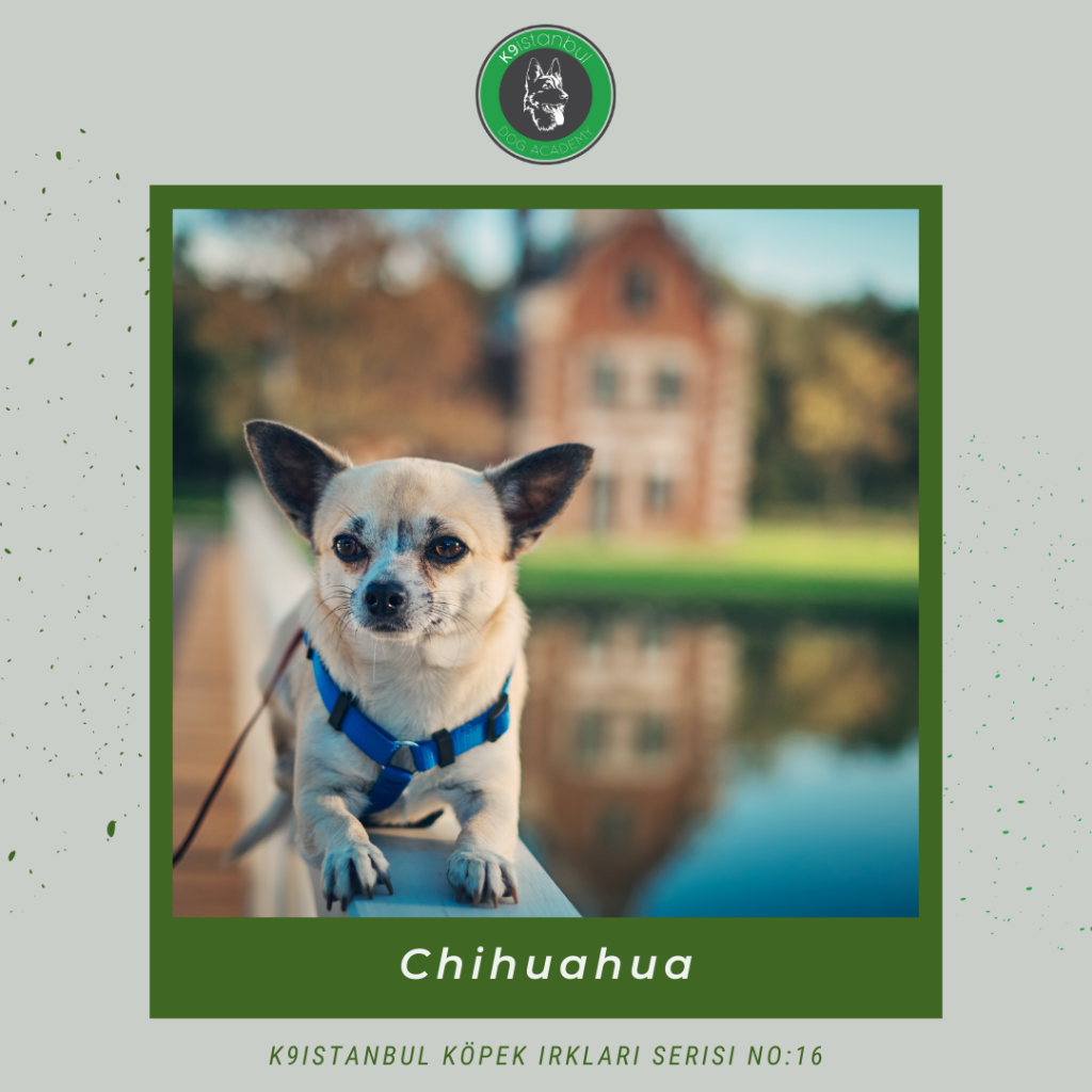 Chihuahua istanbul köpek eğitimi k9 istanbul görsel