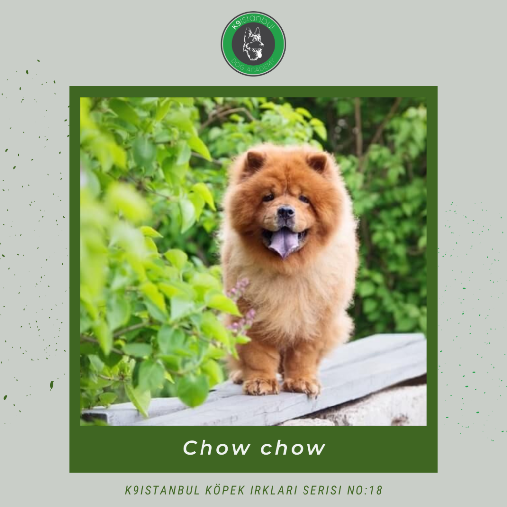 Chow chow (Çin Aslanı)