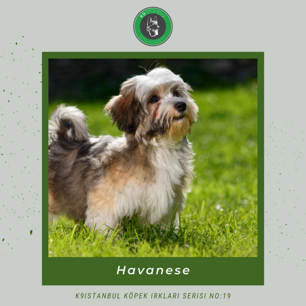 Havanese istanbul köpek eğitimi k9 istanbul görsel