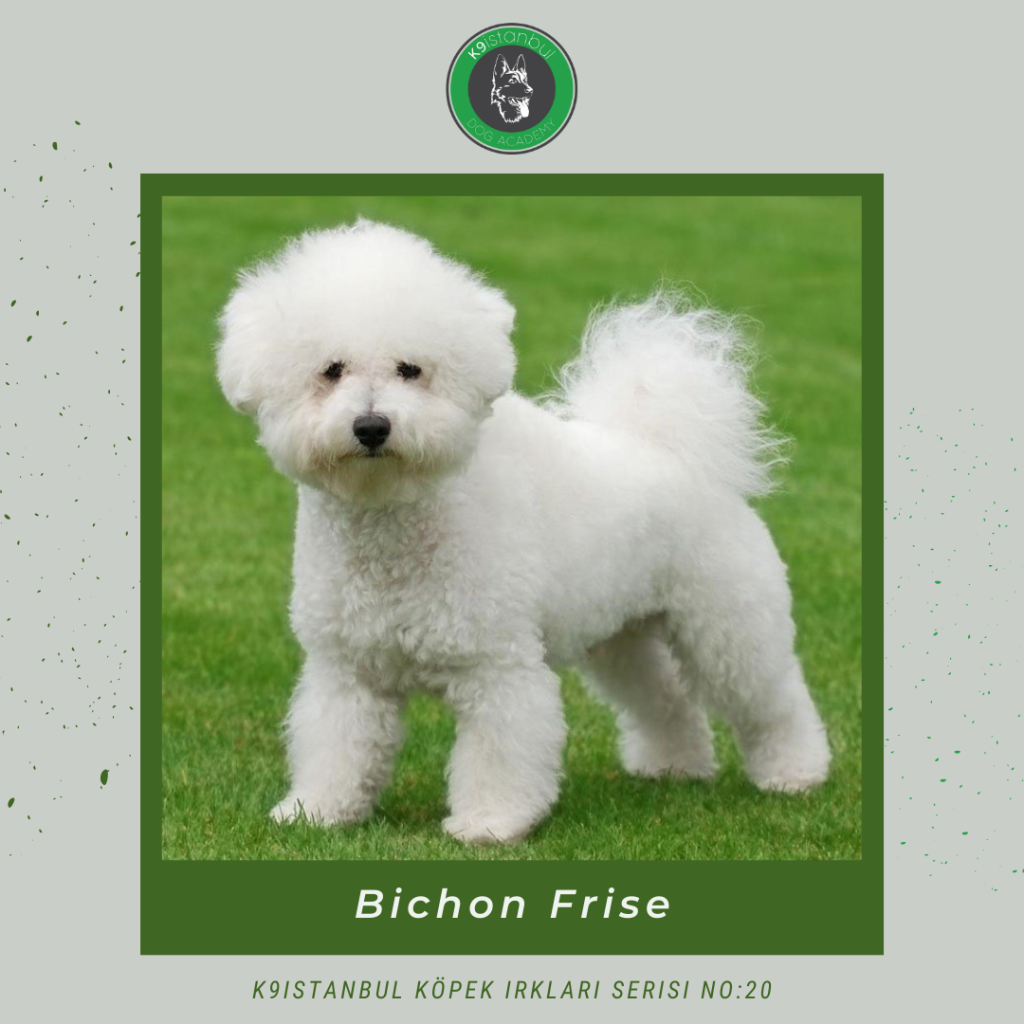 Bichon Frise istanbul köpek eğitimi k9 istanbul görsel