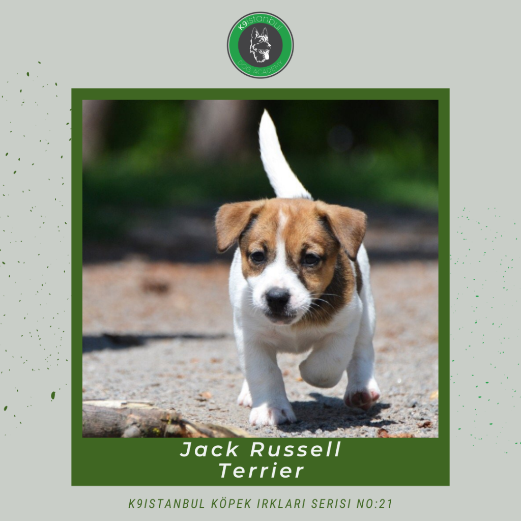 istanbul köpek eğitimi k9 istanbul görsel