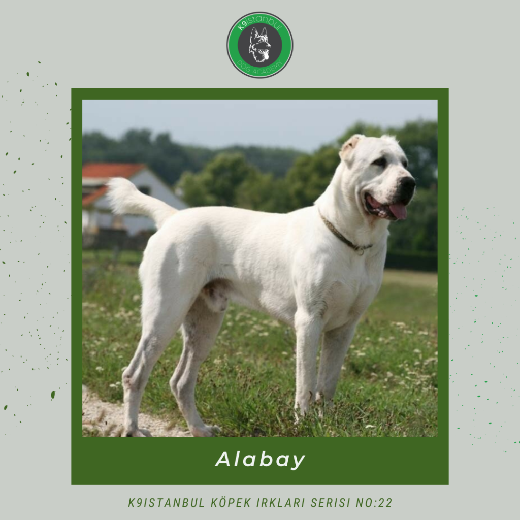 Alabay istanbul köpek eğitimi k9 istanbul görsel