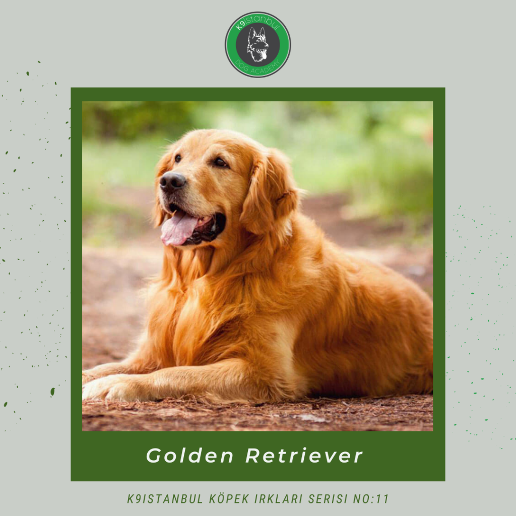 golden retriever istanbul köpek eğitimi k9 istanbul görsel