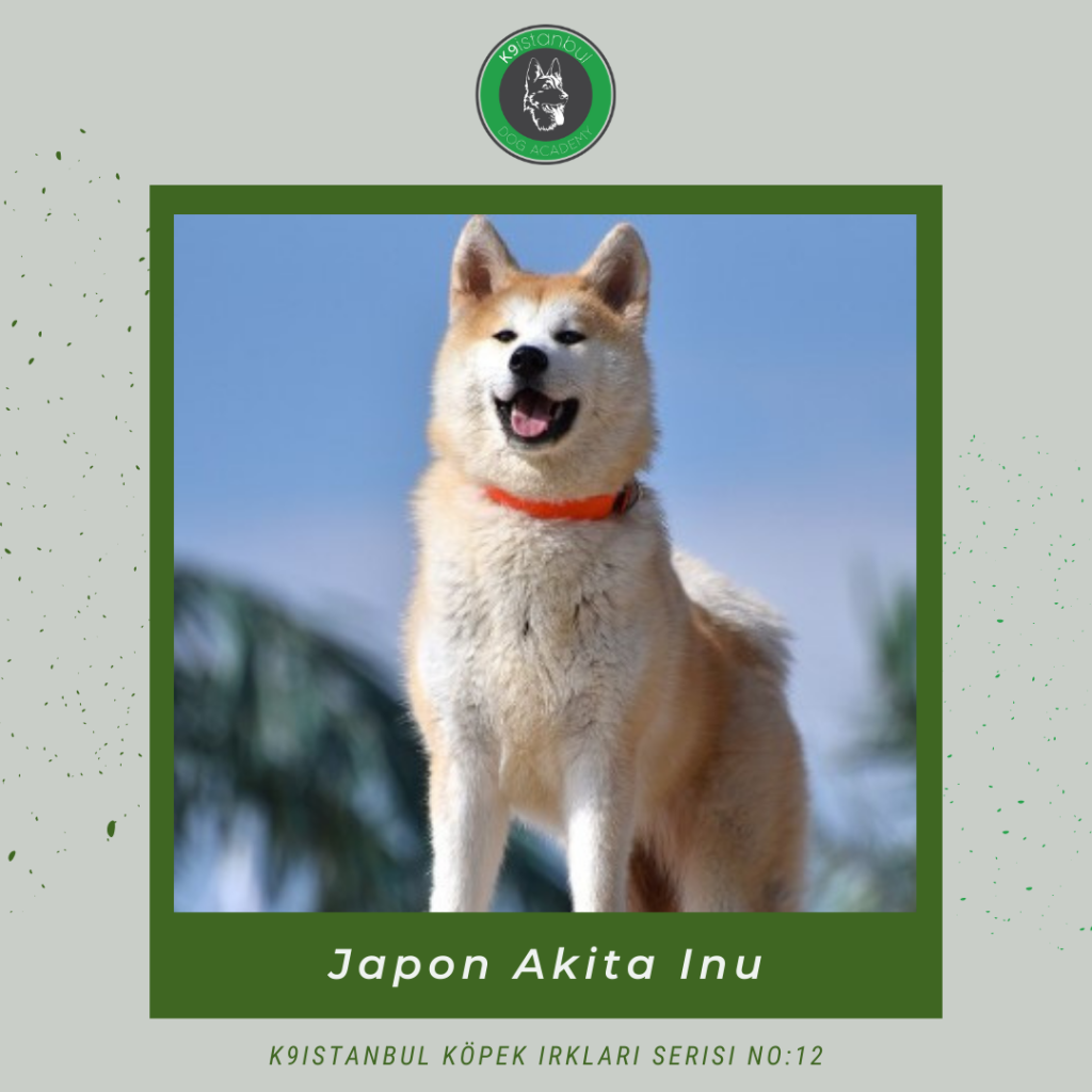 akita japon istanbul köpek eğitimi k9 istanbul görsel