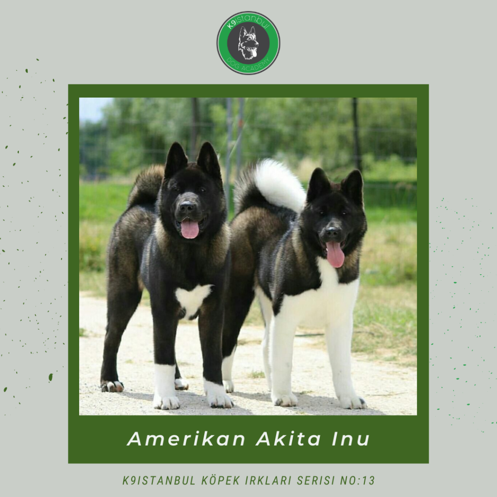 Amerikan Akita istanbul köpek eğitimi k9 istanbul görsel