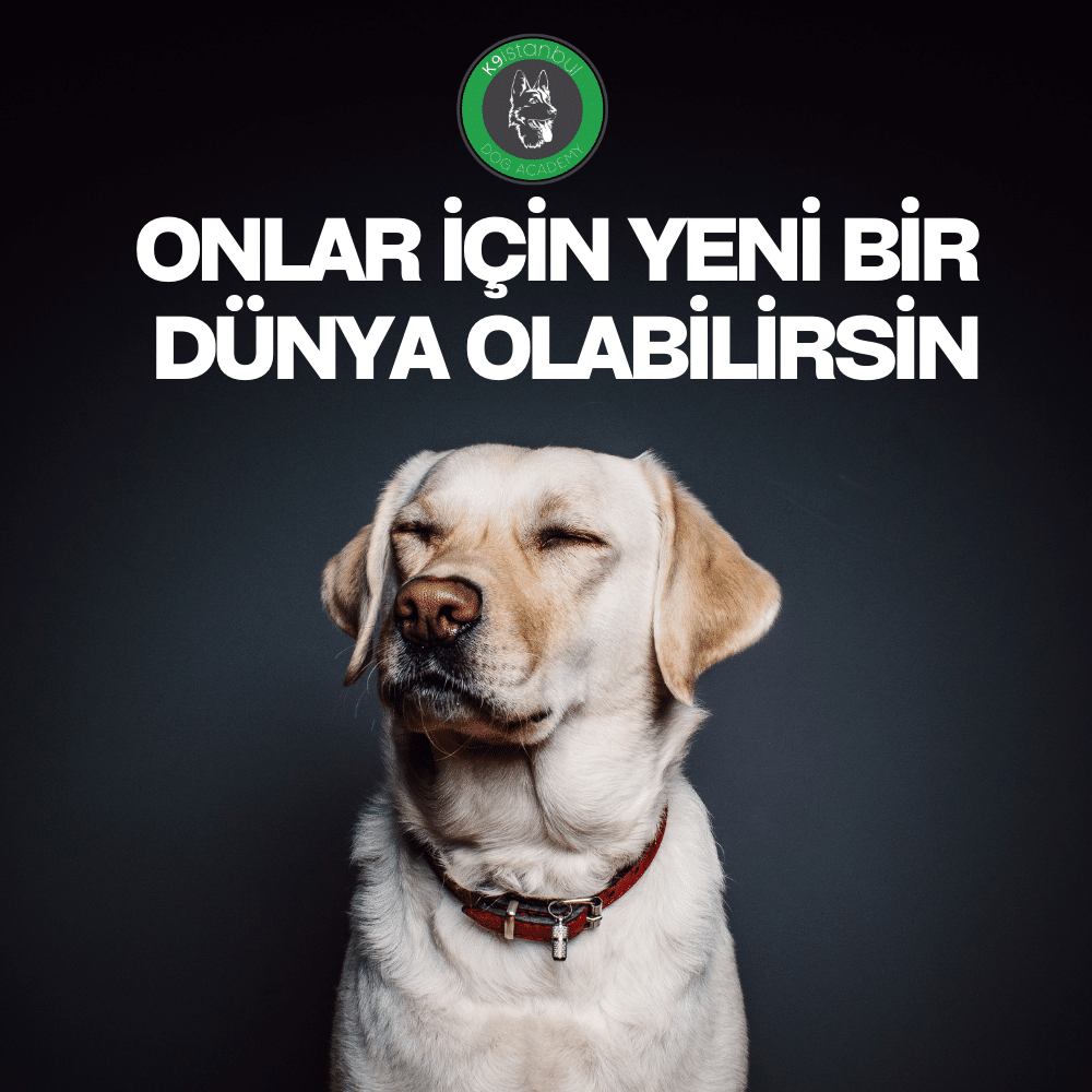 istanbul köpek eğitimi 8