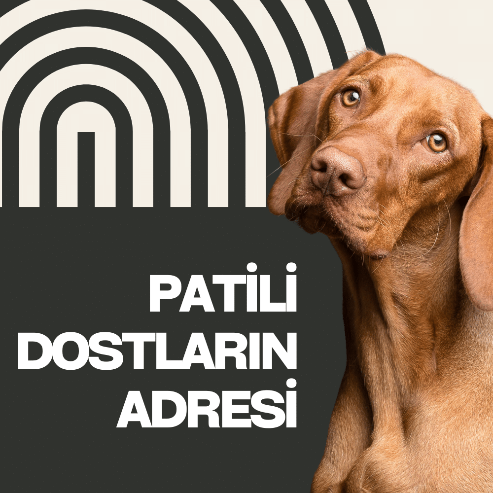 İstanbul köpek eğitimi 7