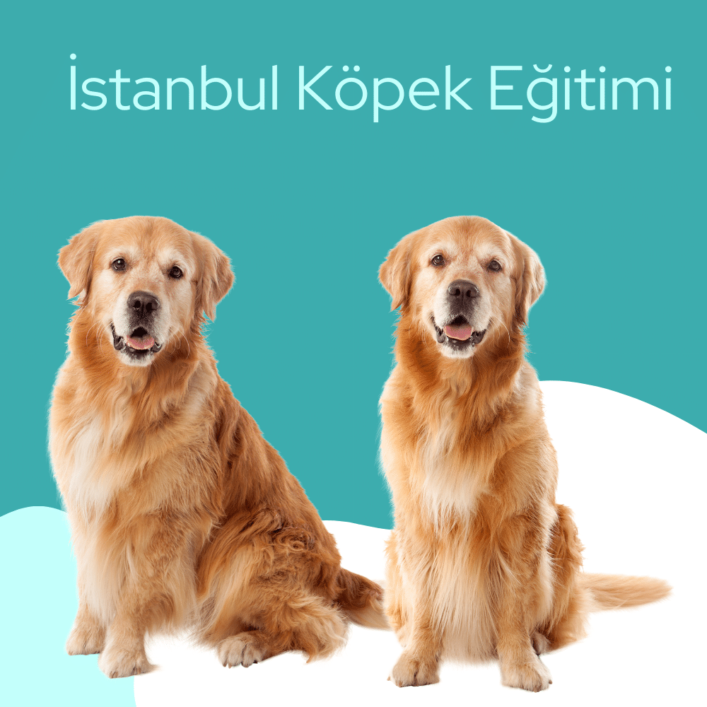 istanbul köpek eğitimi 9