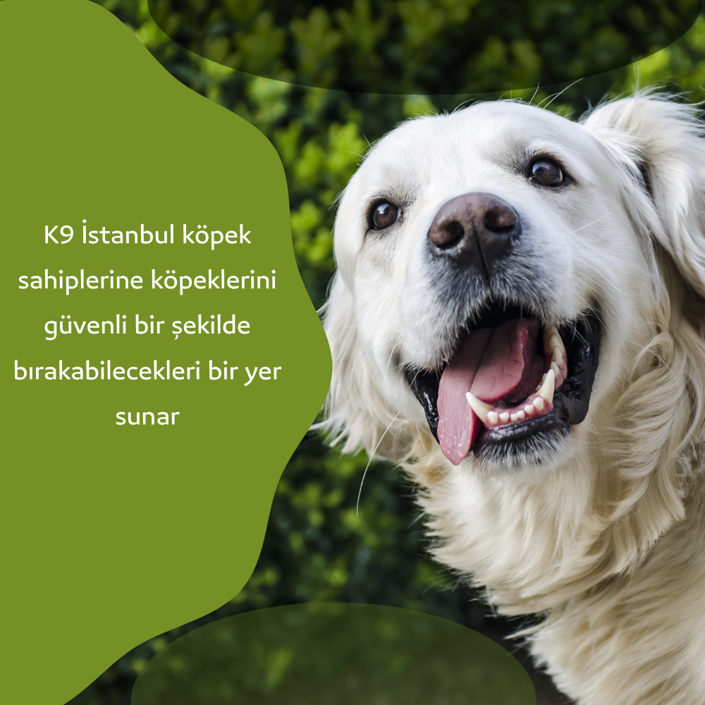 istanbul köpek eğitimi k9 istanbul görsel