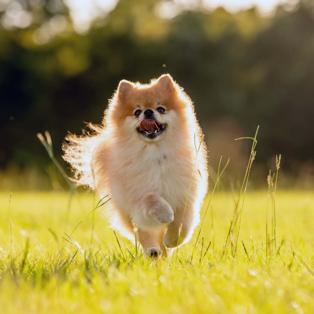 istanbul köpek eğitimi k9 istanbul görsel