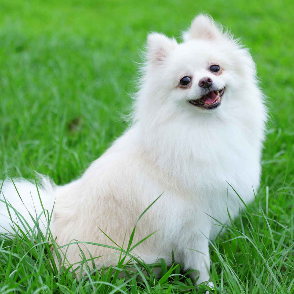 istanbul köpek eğitimi k9 istanbul görsel