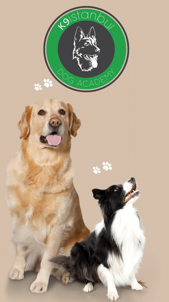 istanbul köpek eğitimi k9 istanbul görsel
