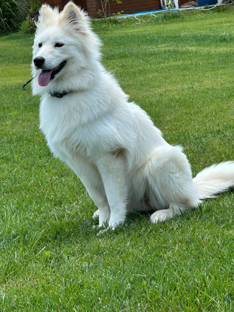 istanbul köpek eğitimi k9 istanbul görsel
