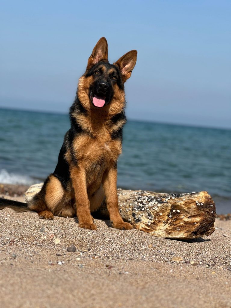 istanbul köpek eğitimi 12