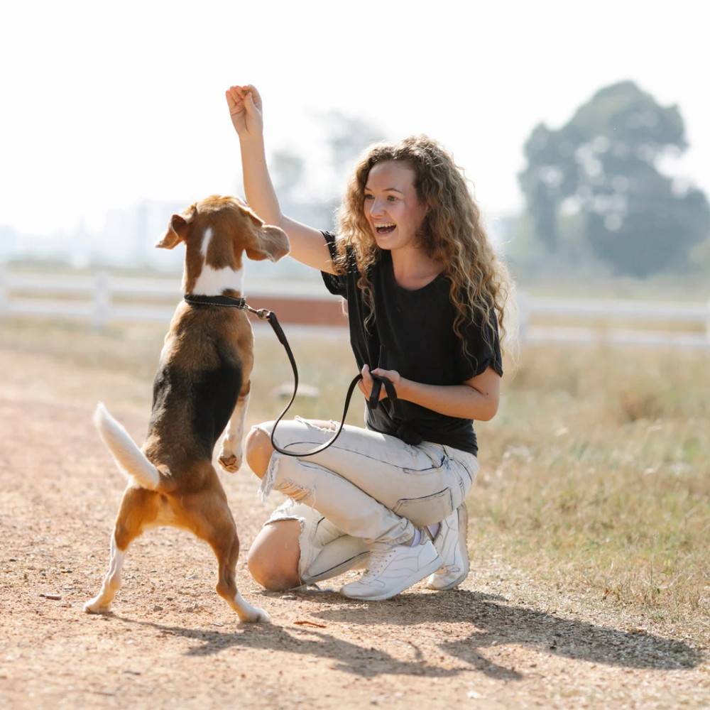 istanbul köpek eğitimi k9 istanbul görsel