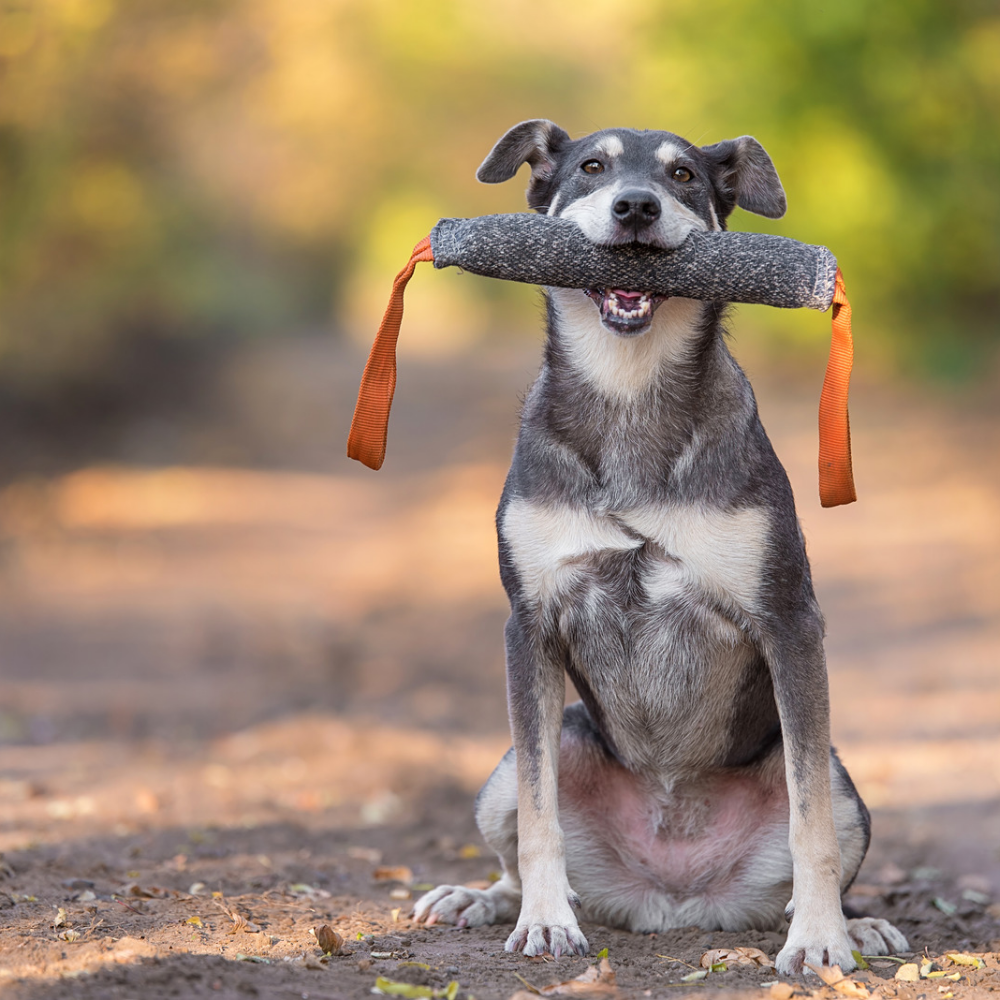 istanbul köpek eğitimi k9 istanbul görsel