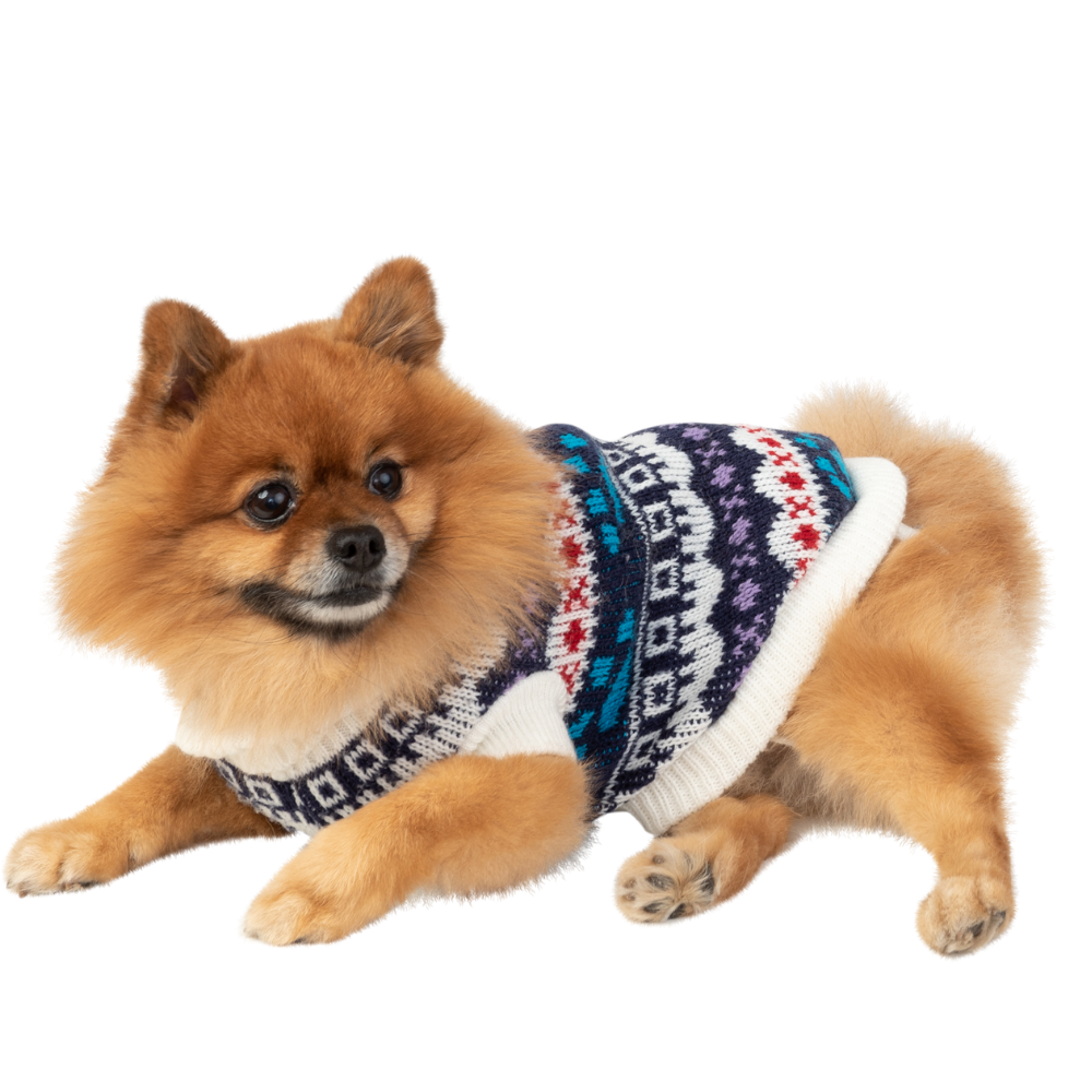 Köpek Tasma Eğitimi