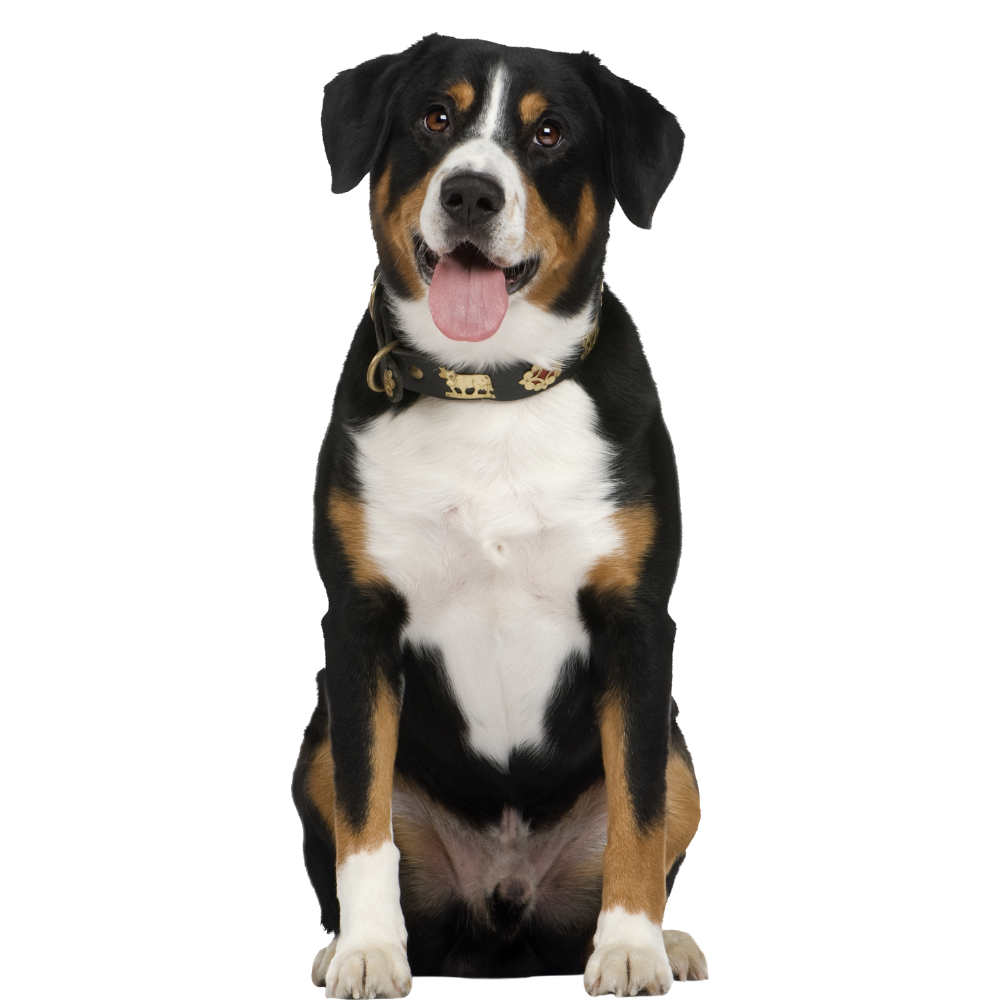 istanbul köpek eğitimi k9 istanbul görsel
