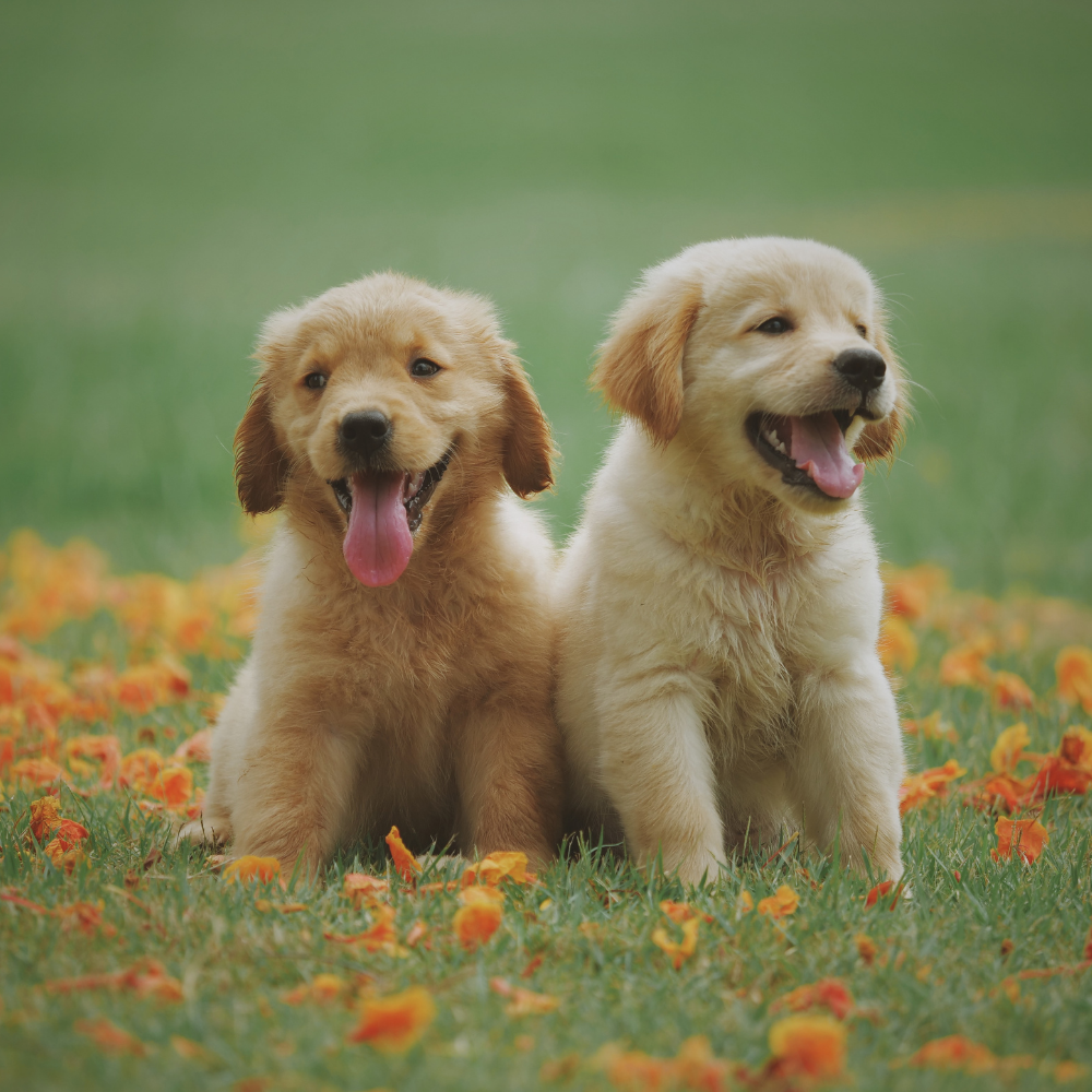 istanbul köpek eğitimi k9 istanbul görsel