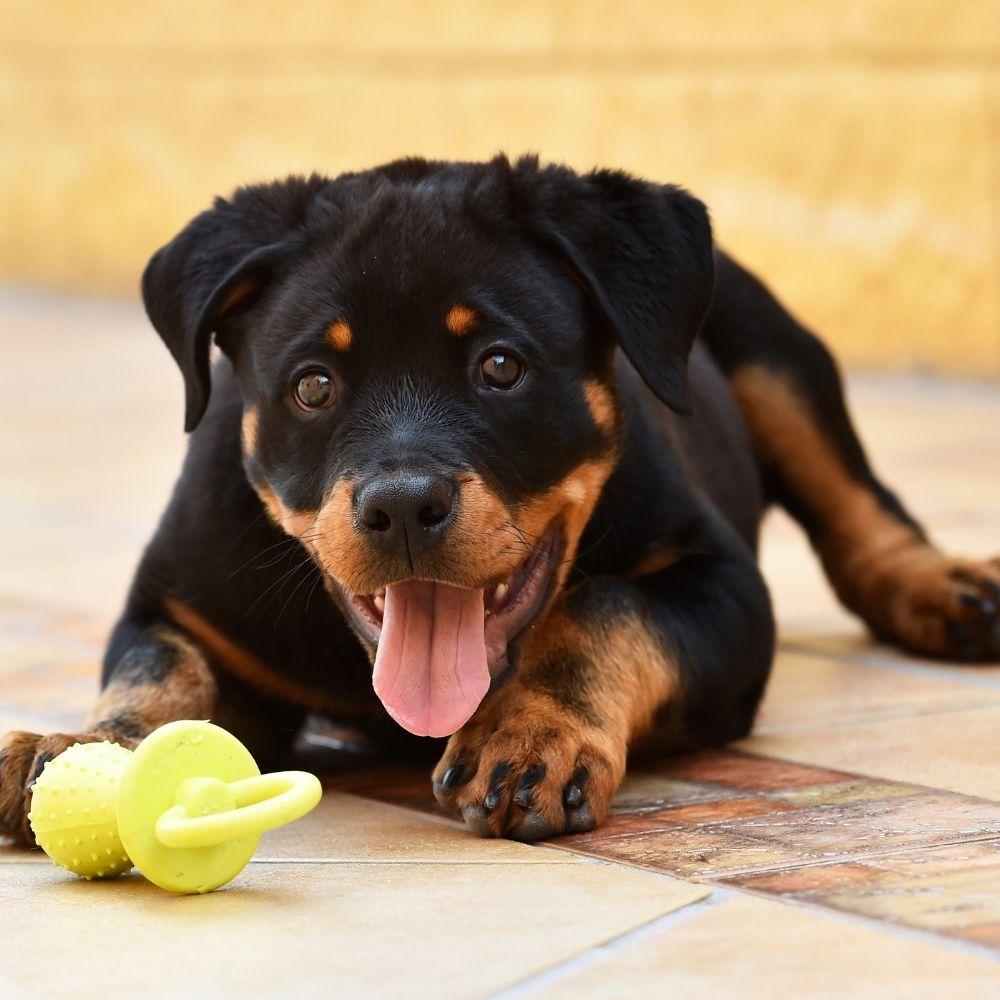 istanbul köpek eğitimi k9 istanbul görsel