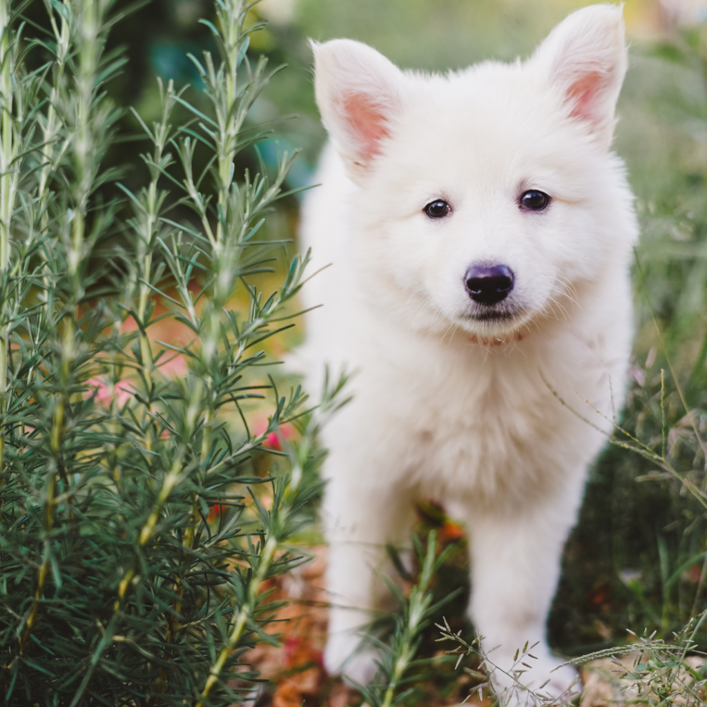 istanbul köpek eğitimi k9 istanbul görsel
