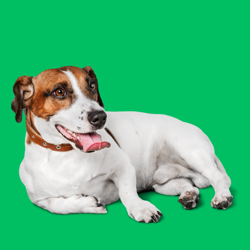 Jack Russell Terrier Tuvalet Eğitimi