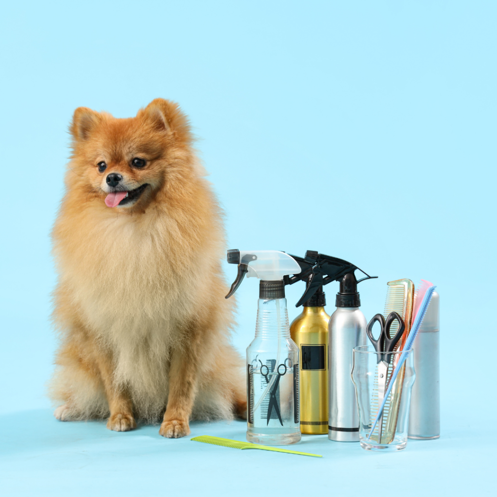 Köpeklere Hangi Konularda Eğitim Verilir?