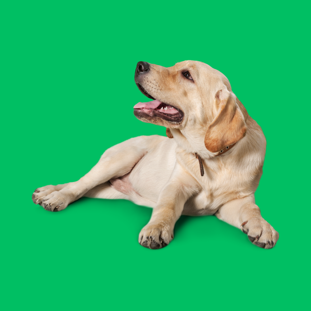 istanbul köpek eğitimi k9 istanbul görsel