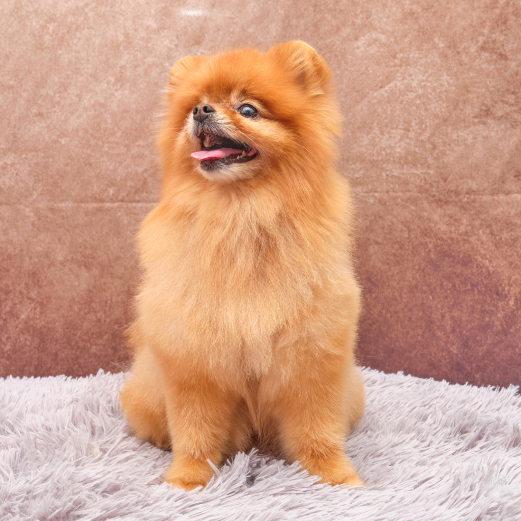 istanbul köpek eğitimi k9 istanbul görsel