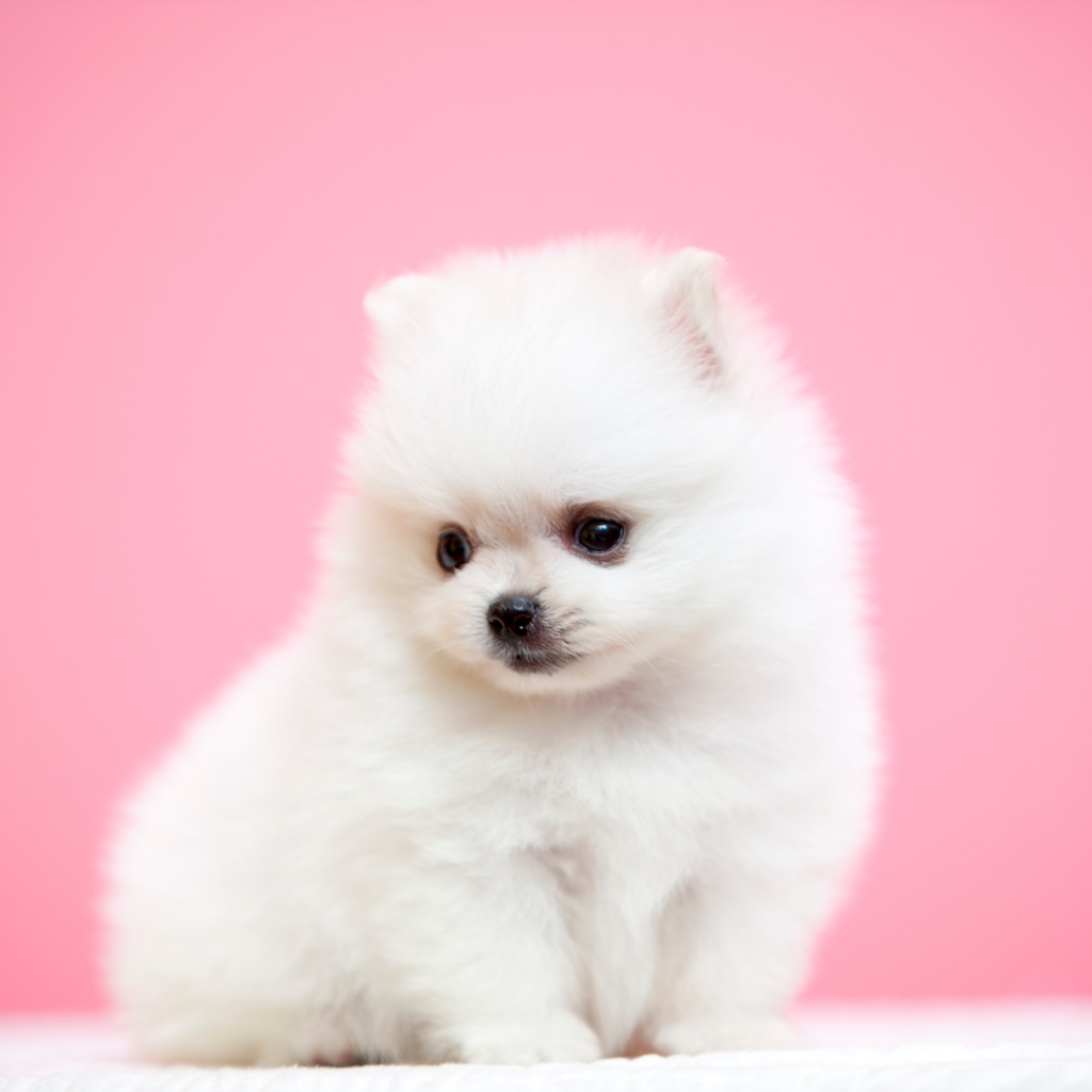 istanbul köpek eğitimi k9 istanbul görsel