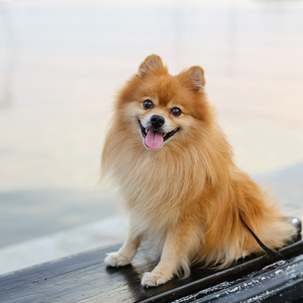 istanbul köpek eğitimi k9 istanbul görsel