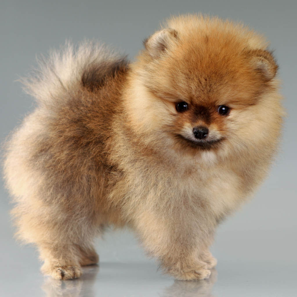 istanbul köpek eğitimi k9 istanbul görsel