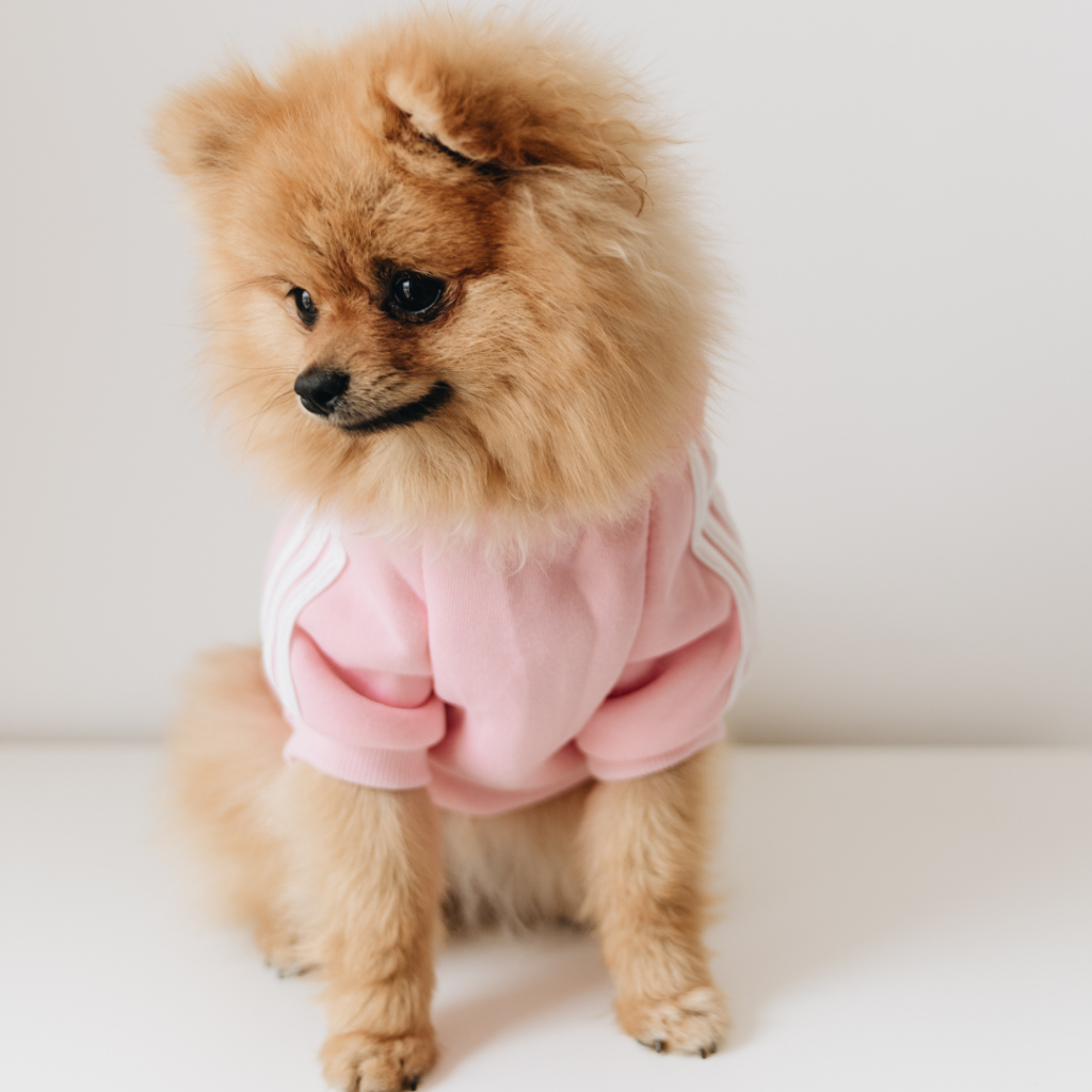 istanbul köpek eğitimi k9 istanbul görsel
