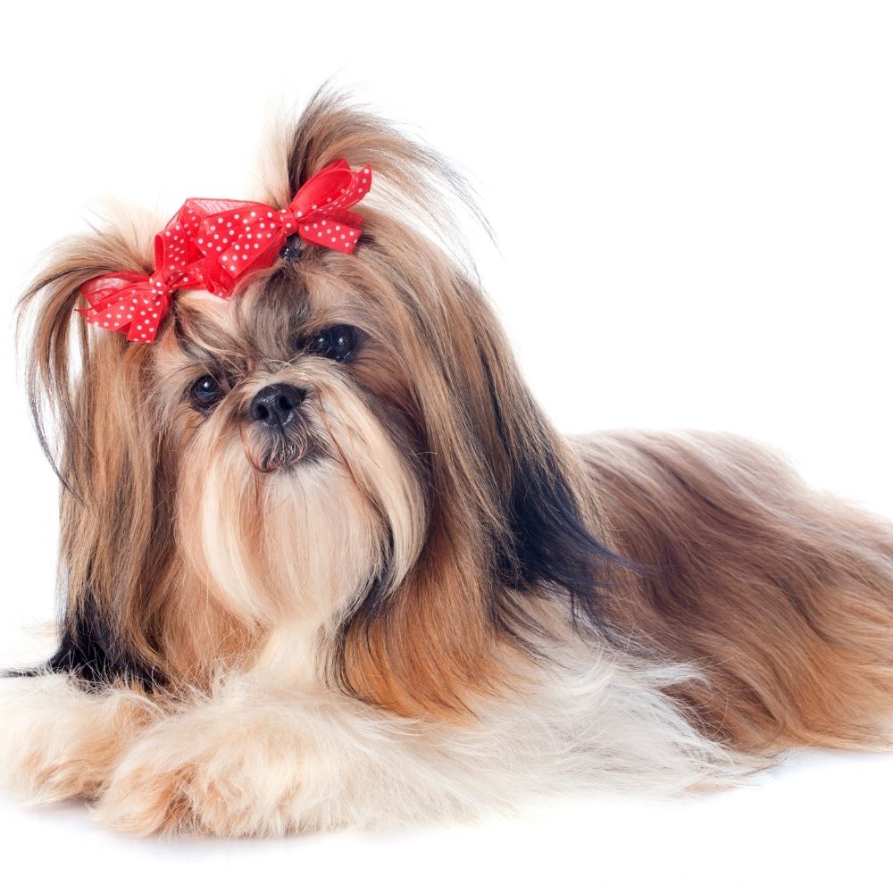 istanbul köpek eğitimi k9 istanbul görsel