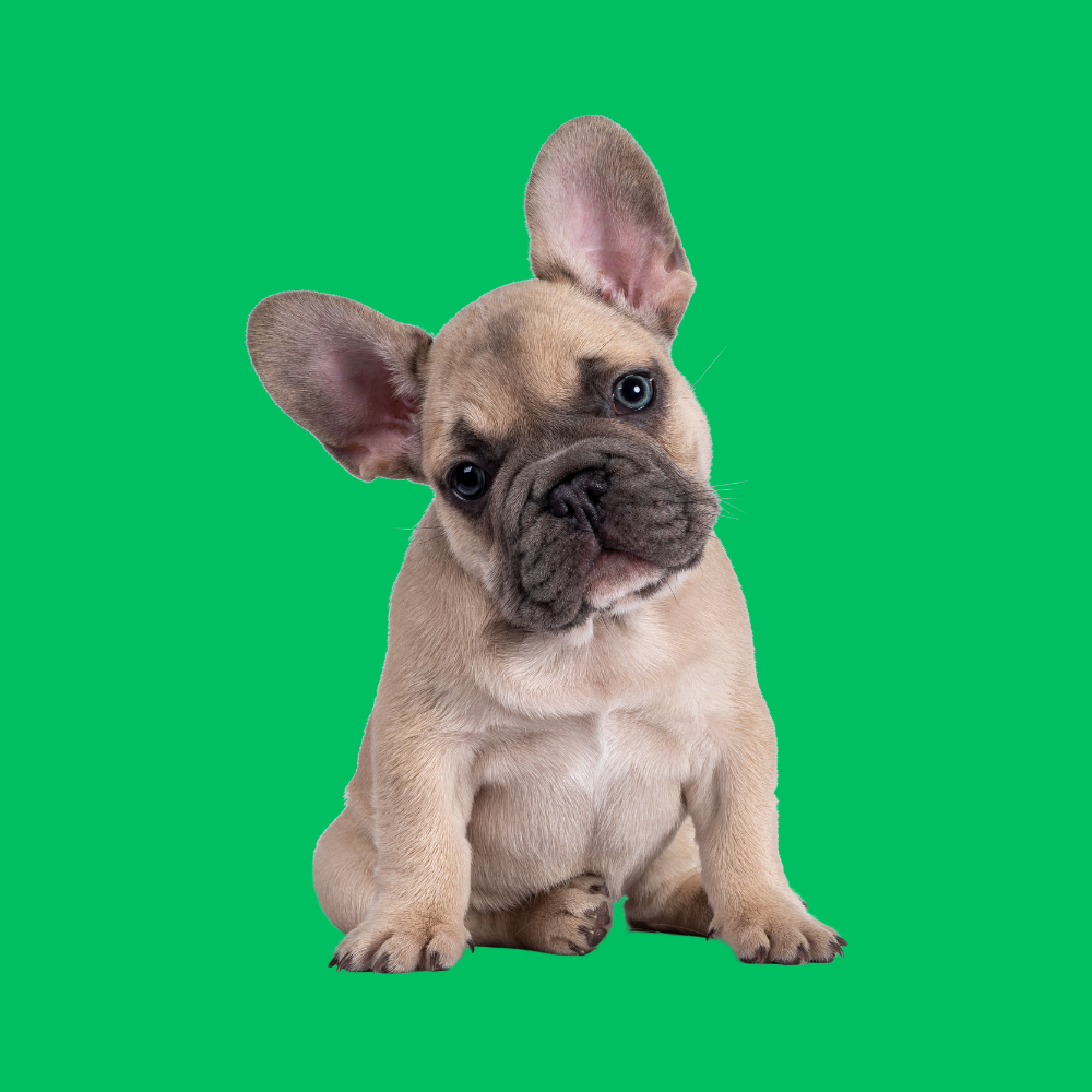 Fransız Bulldog İleri İtaat Eğitimi
