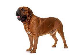 Dogue de Bordeaux (French Mastiff)