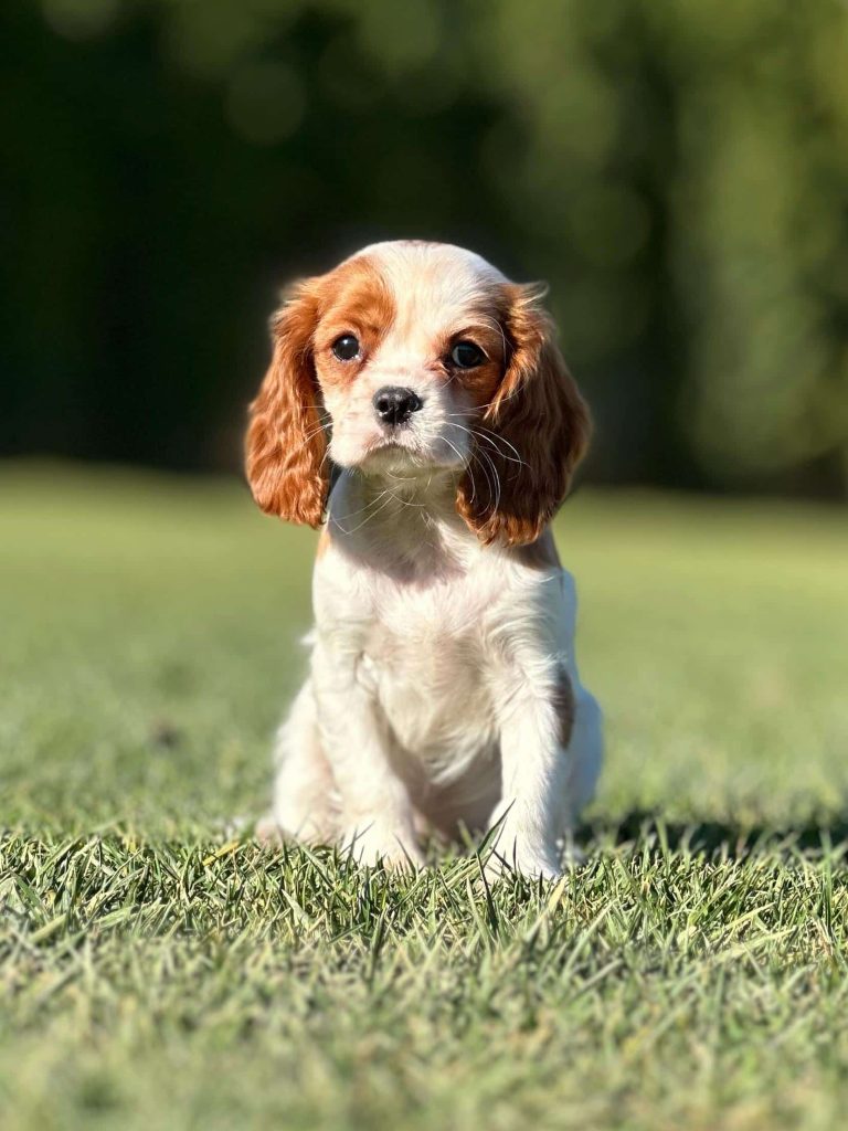 istanbul köpek eğitimi k9 istanbul görsel