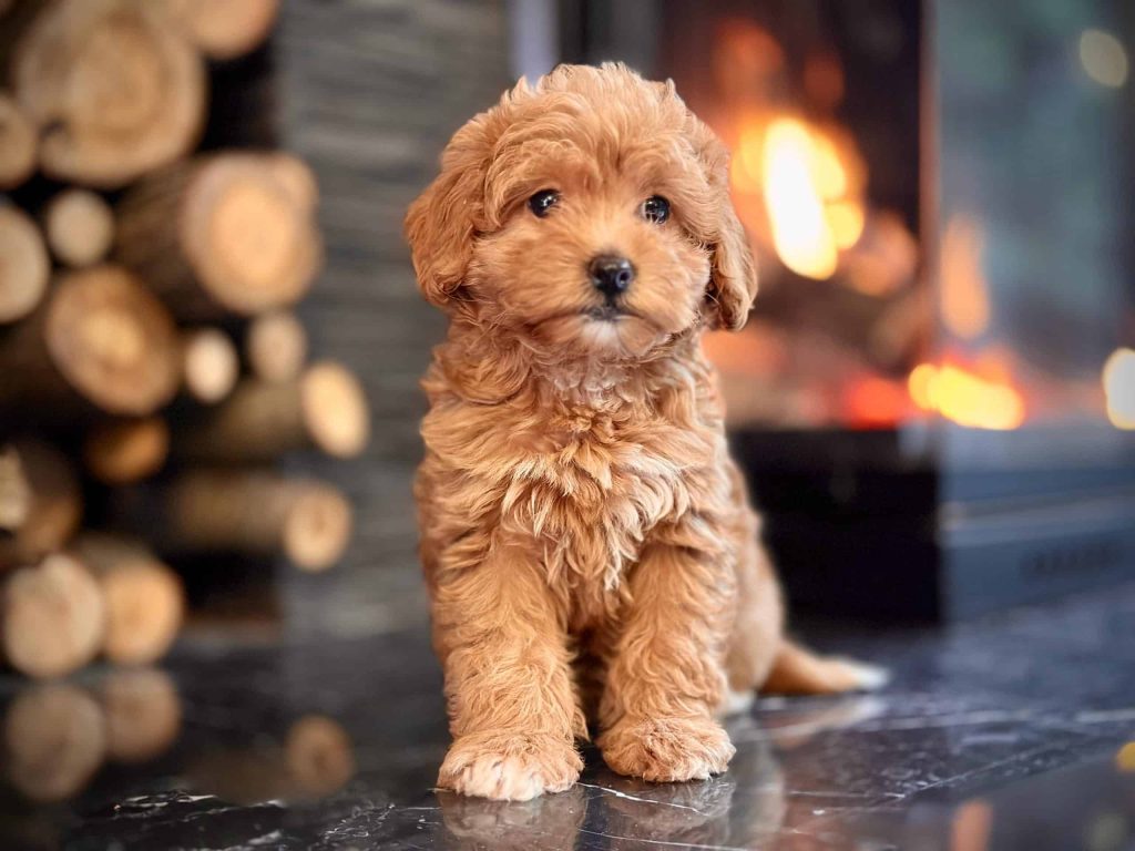 istanbul köpek eğitimi k9 istanbul görsel