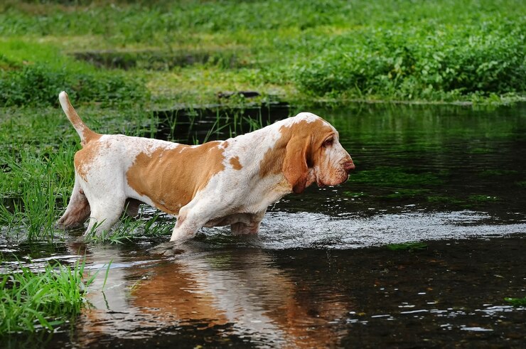 Portekiz Su Köpeği Bakımı ve Eğitimi