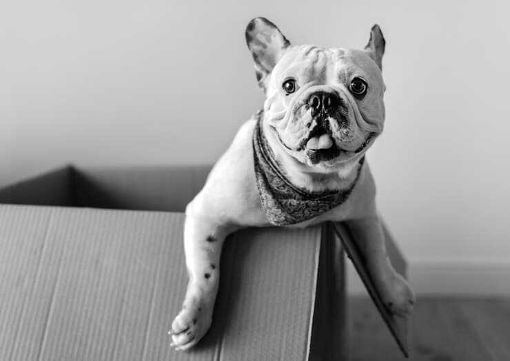 English Bulldog Bakımı ve Eğitimi