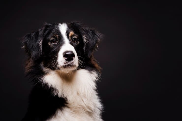 Bernese Köpek Eğitimi ve Köpek Bakımı